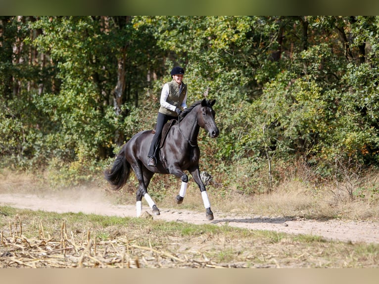 Trakehner Yegua 7 años 170 cm Negro in Overloon