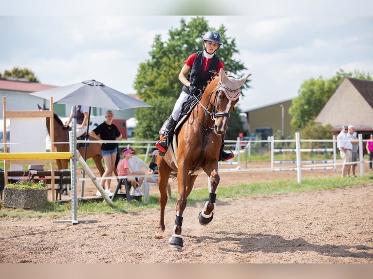 Trakehner Yegua 7 años 173 cm Alazán in Uehlfeld