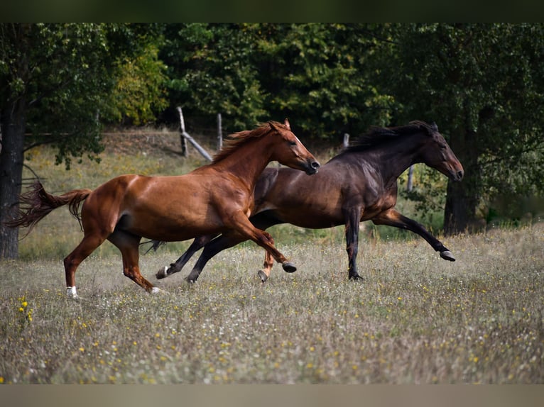 Trakehner Yegua 7 años 175 cm Alazán in Sarnowo
