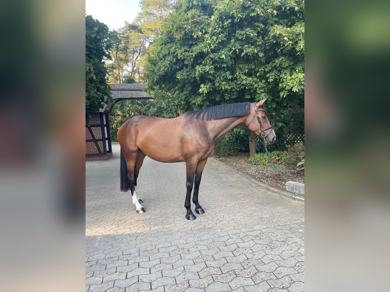 Trakehner Yegua 7 años 175 cm Castaño in Schneverdingen