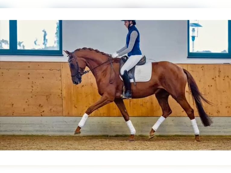 Trakehner Yegua 7 años Alazán in Tacherting
