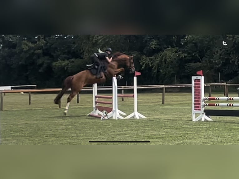 Trakehner Yegua 8 años 165 cm Alazán in Gro&#xDF; Ippener
