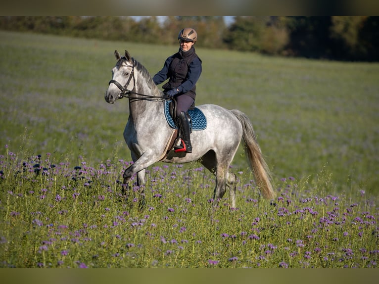 Trakehner Yegua 8 años 166 cm Tordo in Bosau