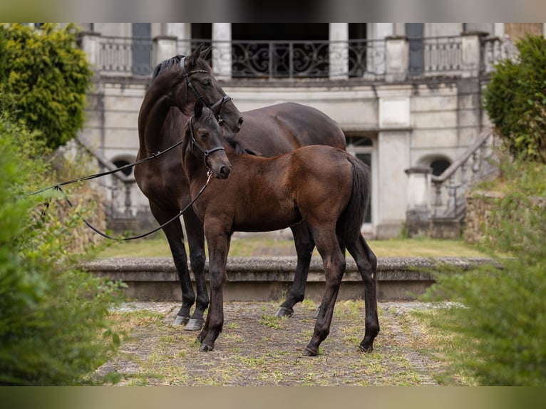 Trakehner Yegua 8 años 170 cm Morcillo in Leichlingen