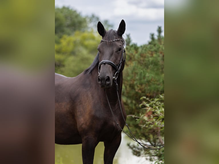 Trakehner Yegua 8 años 170 cm Morcillo in Leichlingen