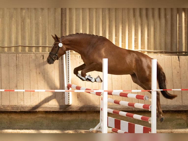 Trakehner Yegua 8 años 171 cm Alazán in Wolfhagen