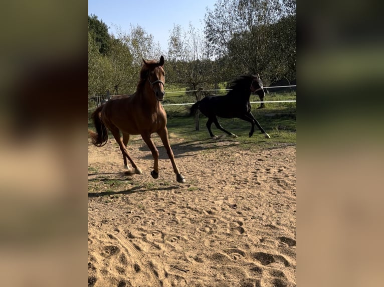 Trakehner Yegua 8 años 171 cm Negro in Selpin