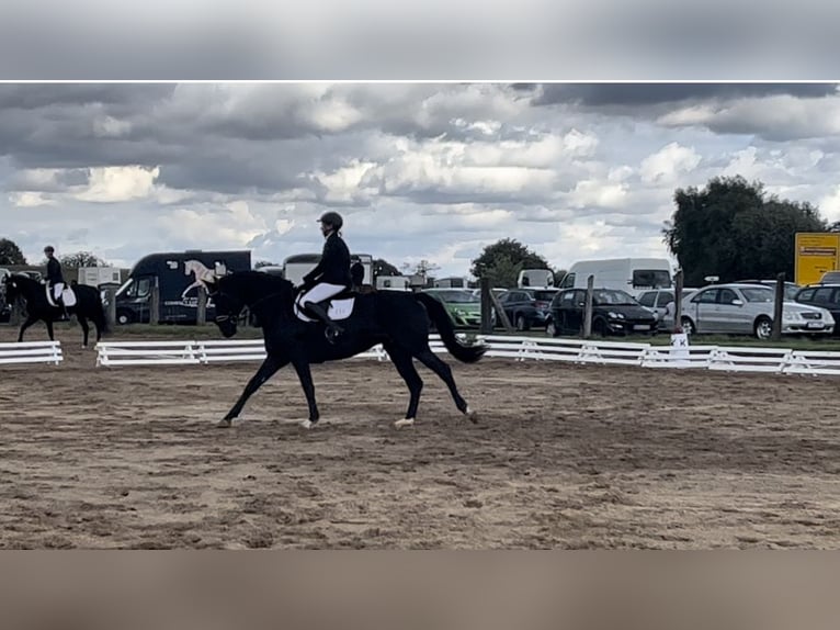 Trakehner Yegua 8 años 171 cm Negro in Selpin