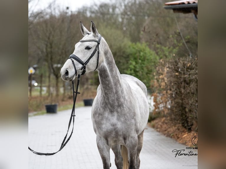 Trakehner Yegua 8 años Tordo in Hünxe