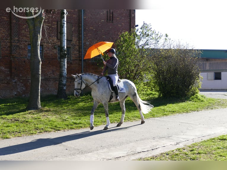 Trakehner Yegua 9 años 160 cm Tordo in Ganschow