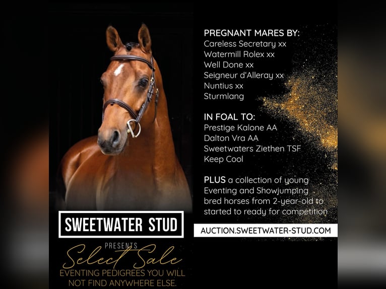 Trakehner Yegua 9 años 161 cm Tordo in Aytos