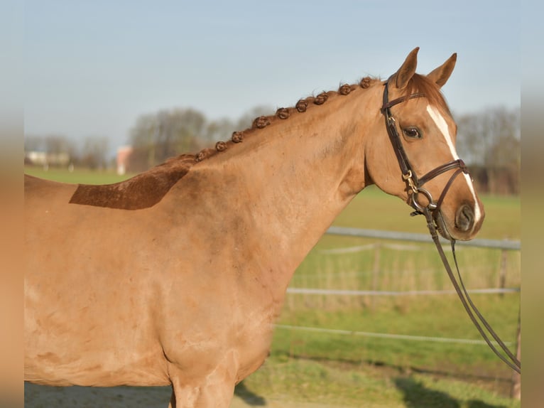 Trakehner Yegua 9 años 165 cm Alazán in Geilenkirchen
