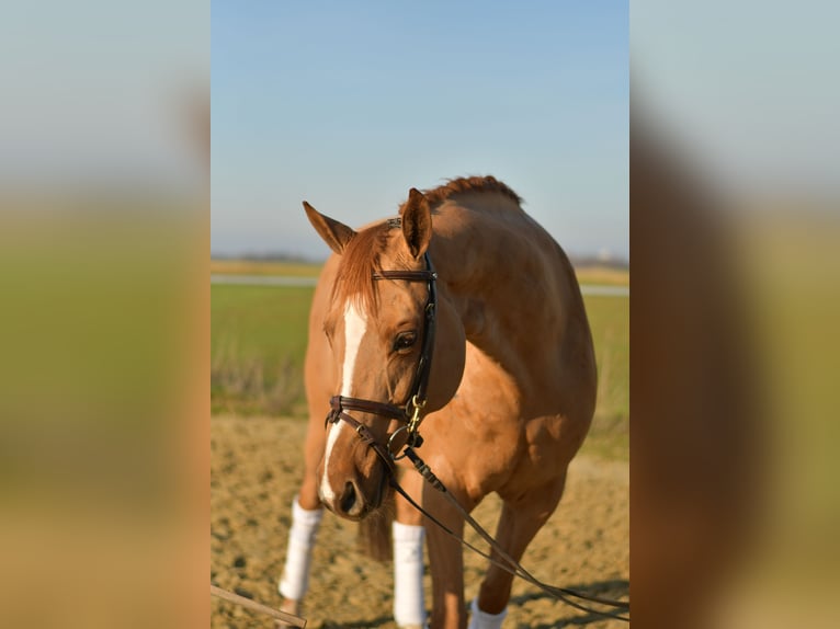 Trakehner Yegua 9 años 165 cm Alazán in Geilenkirchen