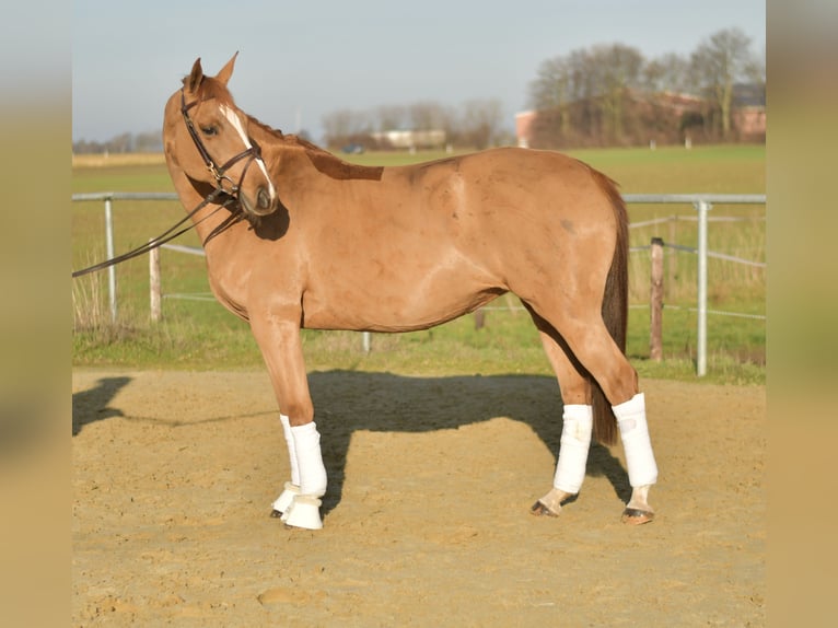 Trakehner Yegua 9 años 165 cm Alazán in Geilenkirchen