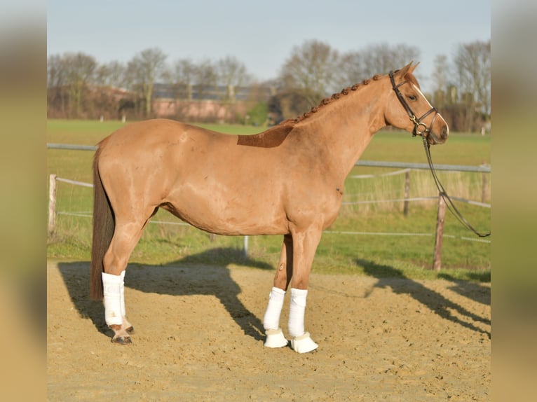Trakehner Yegua 9 años 165 cm Alazán in Geilenkirchen