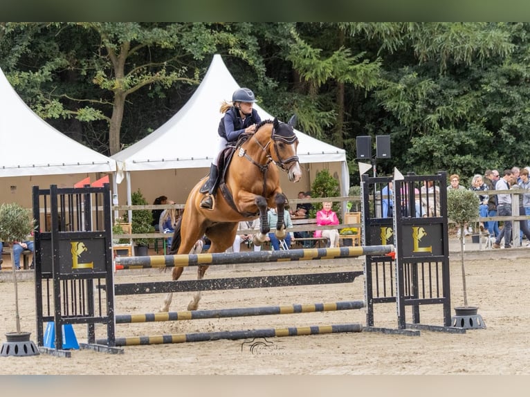 Trakehner Yegua 9 años 165 cm Castaño in Großenkneten