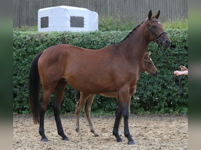 Trakehner Yegua 9 años 166 cm Castaño in Walsrode