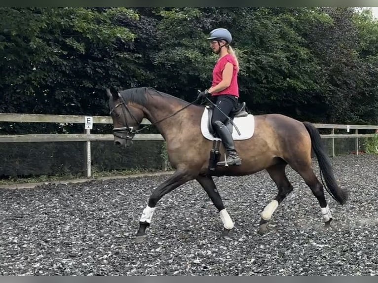 Trakehner Yegua 9 años 172 cm Castaño oscuro in Schackensleben