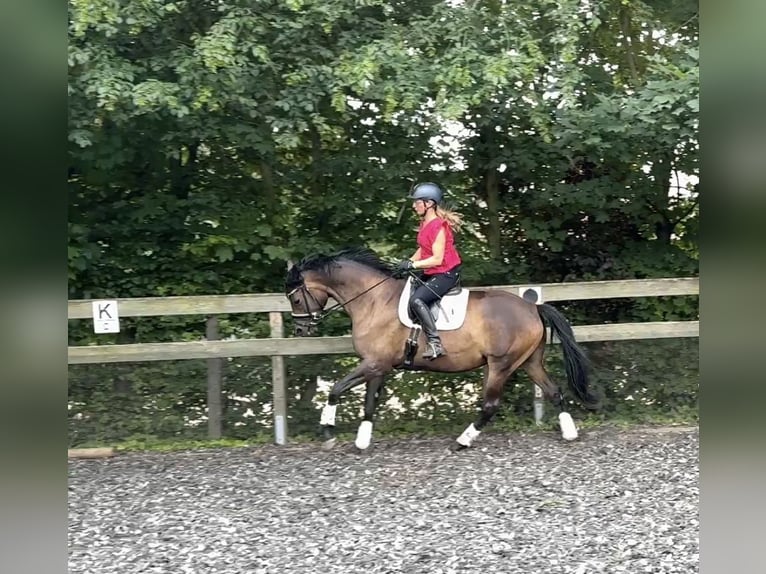 Trakehner Yegua 9 años 172 cm Castaño oscuro in Schackensleben