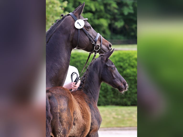 Trakehner Yegua Potro (02/2026) 125 cm Negro in Wolfhagen