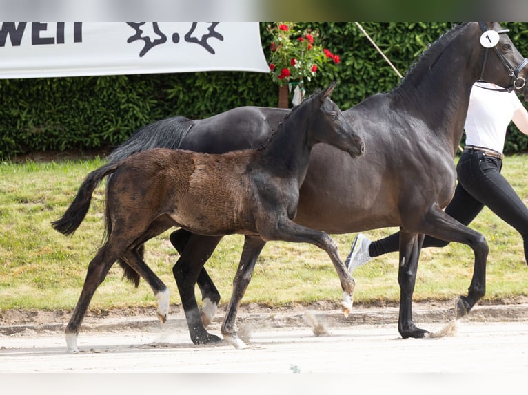 Trakehner Yegua Potro (02/2026) 125 cm Negro in Wolfhagen