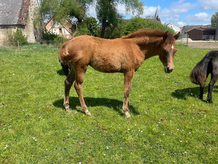 Trakehner Yegua Potro (01/2026) 162 cm Alazán in Weißenburg in Bayern