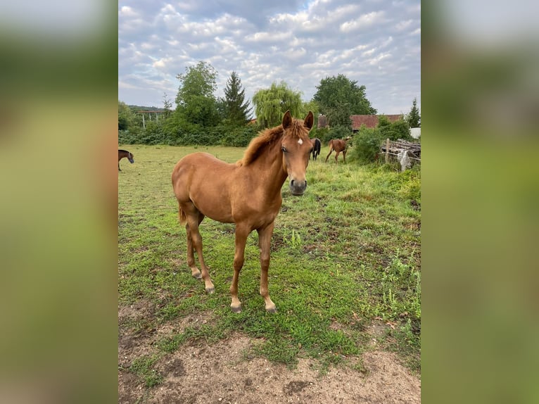 Trakehner Yegua Potro (01/2026) 162 cm Alazán in Weißenburg in Bayern