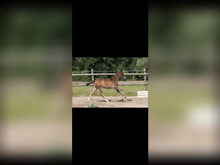 Trakehner Yegua Potro (03/2025) 167 cm Morcillo in Kleve