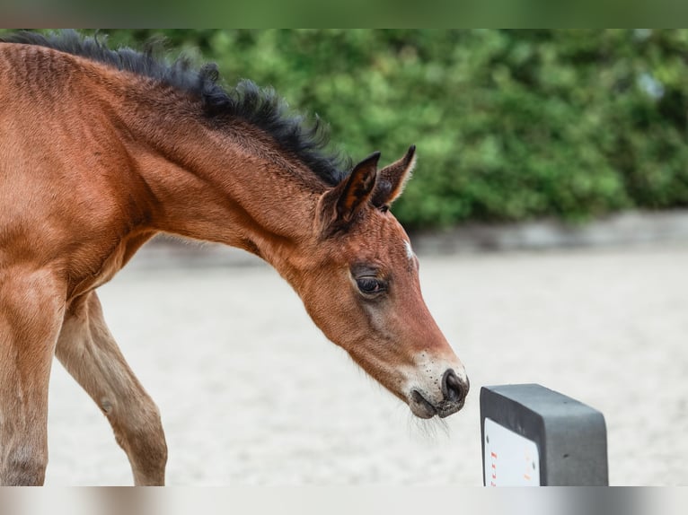 Trakehner Yegua  168 cm Castaño oscuro in Nübbel