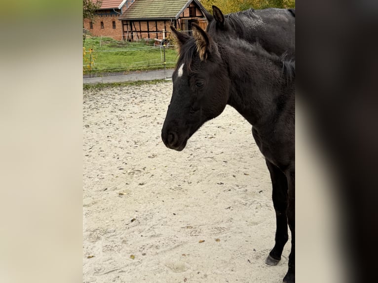 Trakehner Yegua Potro (05/2026) 168 cm Negro in Schleusingen