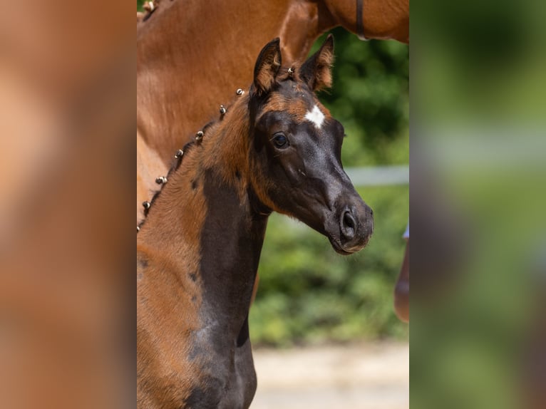 Trakehner Yegua Potro (03/2025) 170 cm Alazán-tostado in Kre&#xDF;berg