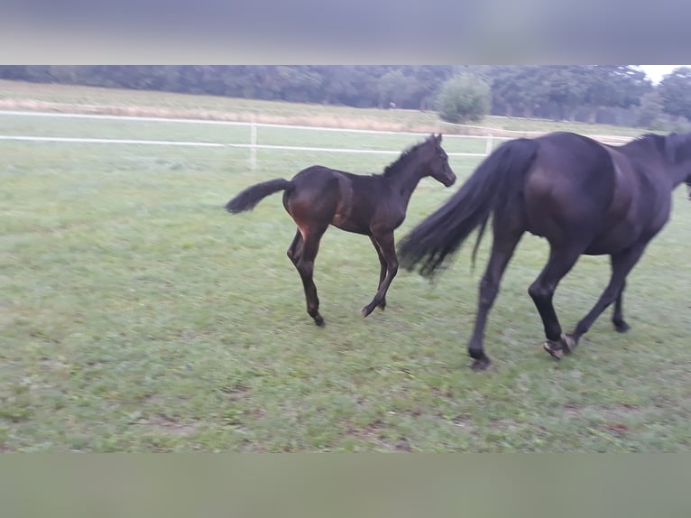 Trakehner Yegua Potro (06/2025) 170 cm Morcillo in Neu Krenzlin