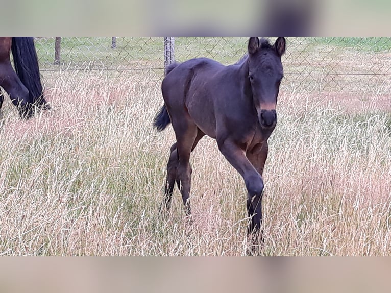 Trakehner Yegua Potro (06/2025) 170 cm Morcillo in Neu Krenzlin