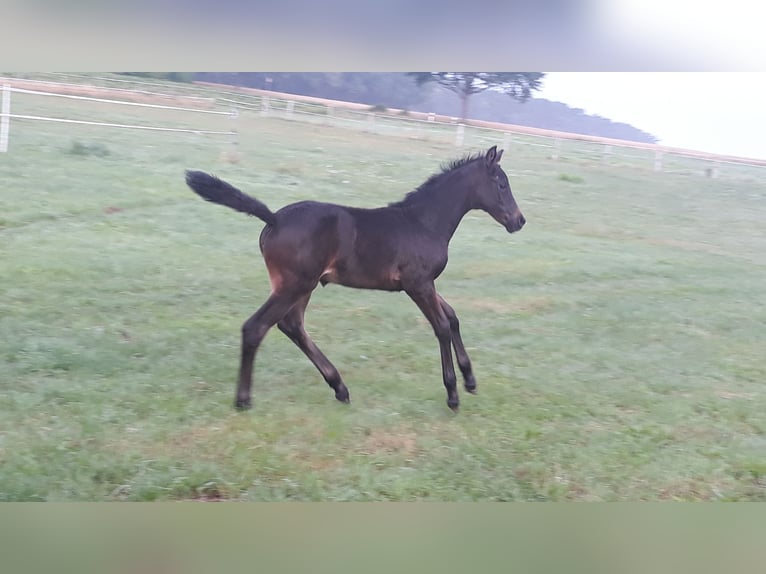 Trakehner Yegua Potro (06/2025) 170 cm Morcillo in Neu Krenzlin