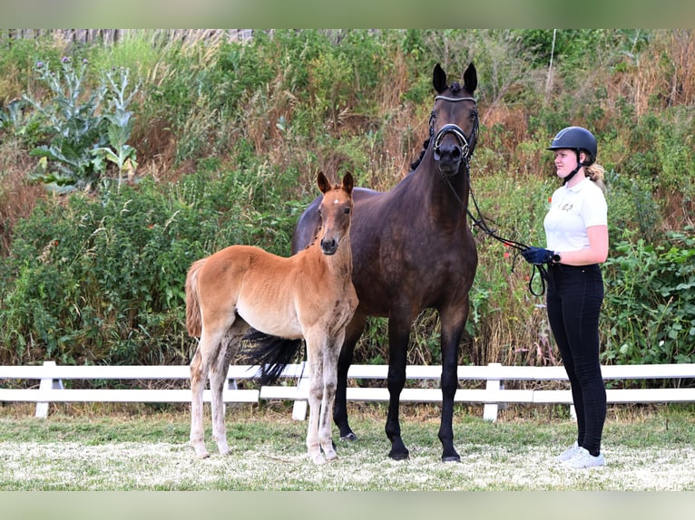 Trakehner Yegua Potro (03/2026) Alazán in Schackensleben