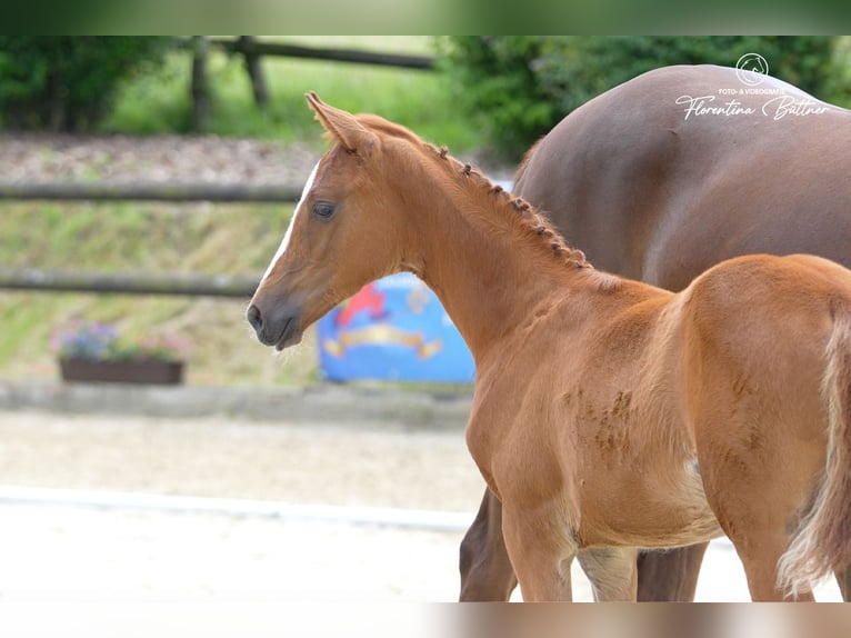 Trakehner Yegua Potro (03/2026) Alazán-tostado in Hennef