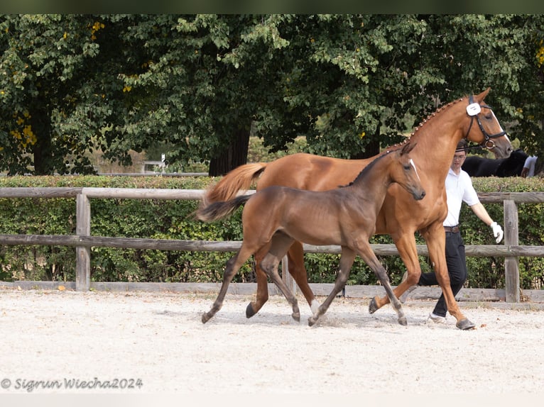 Trakehner Yegua Potro (05/2024) Castaño in Burgstädt