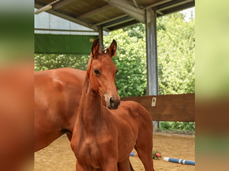 Trakehner Yegua  Castaño in N&#xFC;mbrecht