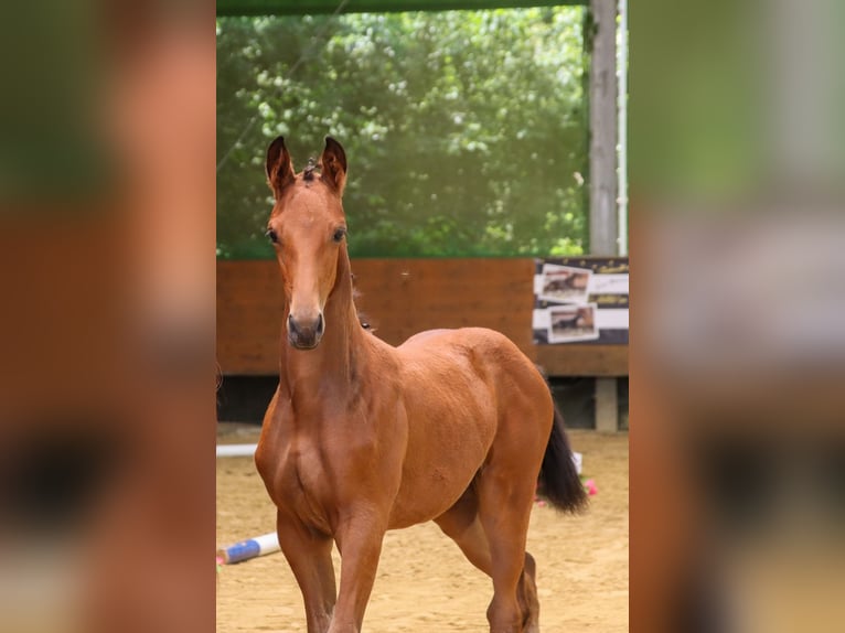 Trakehner Yegua  Castaño in N&#xFC;mbrecht
