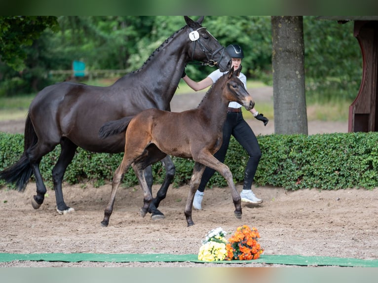 Trakehner Yegua Potro (01/2025) Castaño oscuro in Hameln