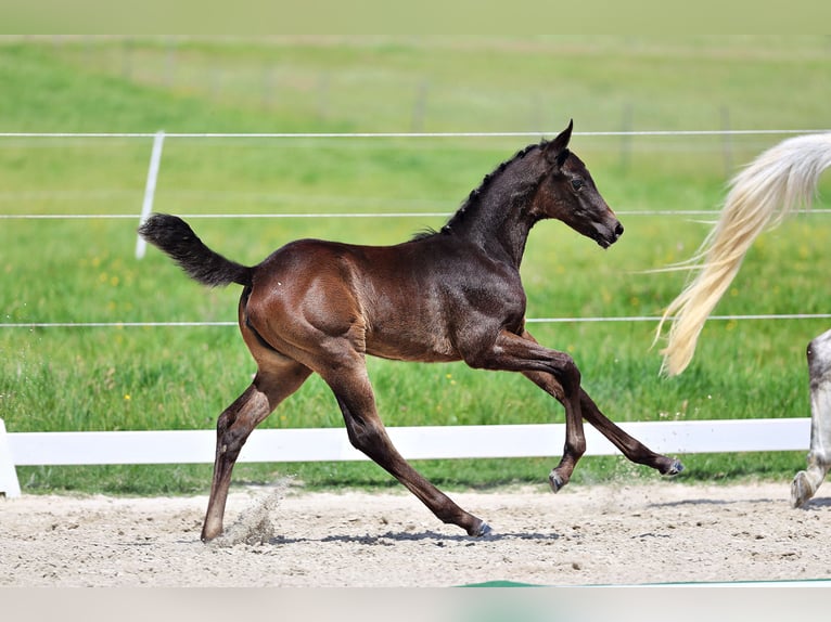 Trakehner Yegua Potro (04/2026) Morcillo in Gladenbach