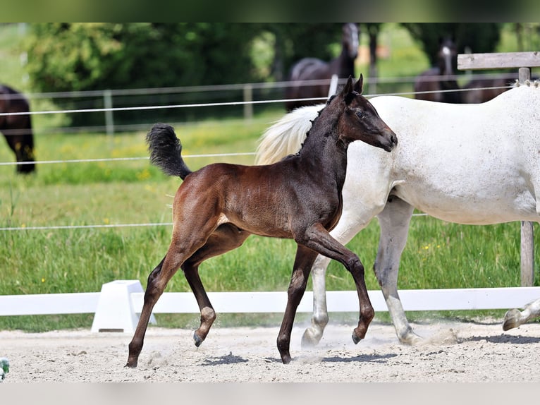 Trakehner Yegua Potro (04/2026) Morcillo in Gladenbach