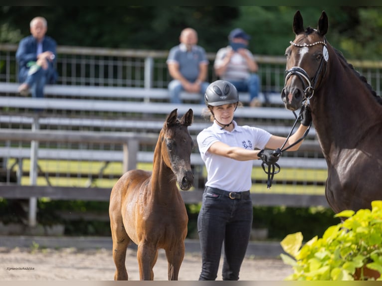 Trakehner Yegua Potro (07/2026) Morcillo in Bad Grund (Harz)