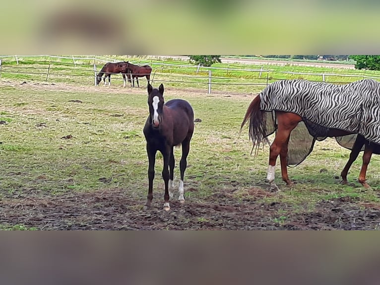 Trakehner Yegua  Morcillo in Otterndorf