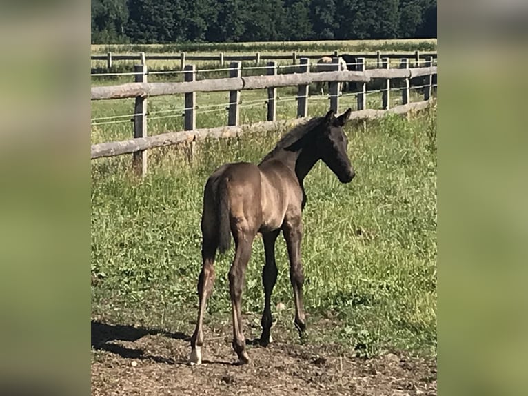 Trakehner Yegua Potro (05/2025) Negro in Soltendieck