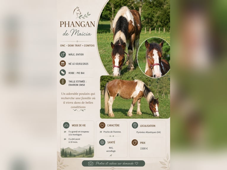 Trekpaard Mix Hengst 1 Jaar 150 cm Tobiano-alle-kleuren in Lantabat