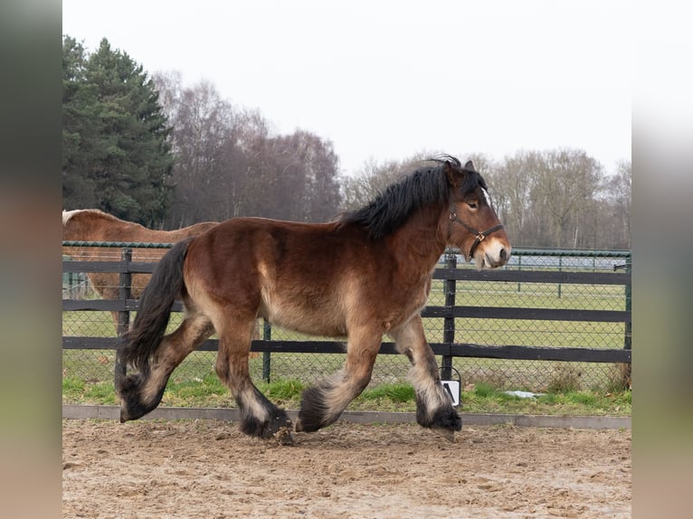 Trekpaard Hengst 2 Jaar 163 cm Bruin in Beringe