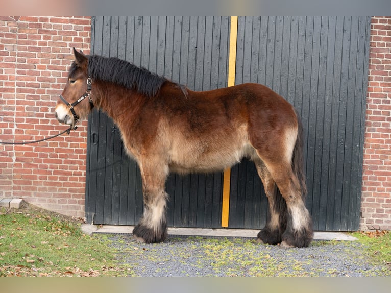 Trekpaard Hengst 2 Jaar 163 cm Bruin in Beringe