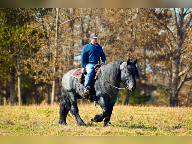Trekpaard Mix Hengst 5 Jaar 165 cm Roan-Blue in Mount Vernon
