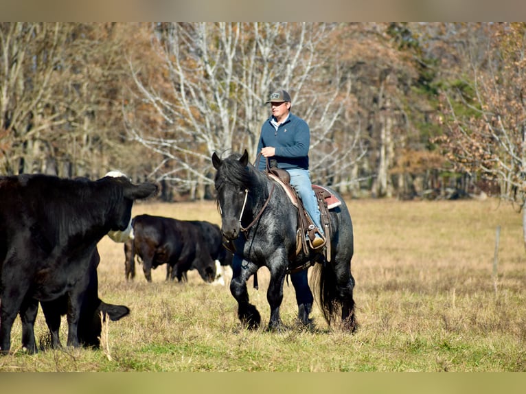 Trekpaard Mix Hengst 5 Jaar 165 cm Roan-Blue in Mount Vernon